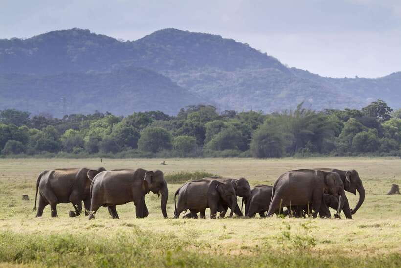 Elephant Jeep Safari at Minneriya National Park - Jeep Safety and Comfort: Insured Vehicle, Licensed Guidance, Real Talk About Sun