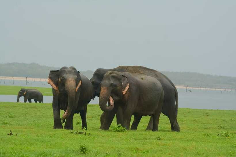 Elephant Jeep Safari at Minneriya National Park - What You’ll See in Minneriya: More Than Elephants