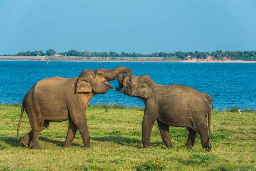 Elephant Jeep Safari at Minneriya National Park - Pickup and Drop-Off: Make This Fit Your Sri Lanka Route