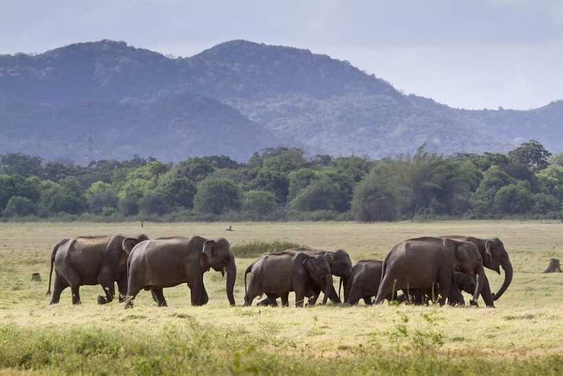 Elephant Jeep Safari at Minneriya National Park - Small Rules That Make the Safari Work