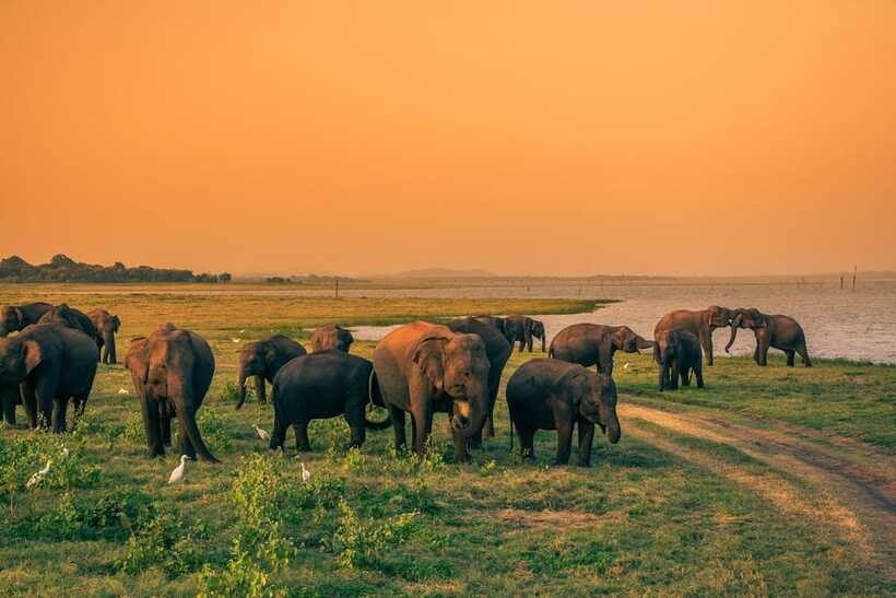 Elephant Jeep Safari at Minneriya National Park - Who This Safari Fits Best (and Who Should Skip)