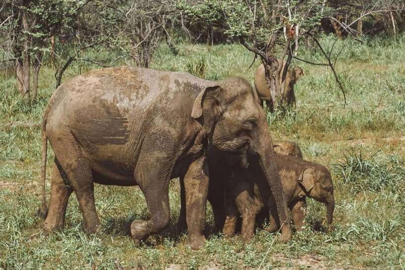 Elephant Kingdom Safari – Minneriya National Park - Key Things to Know Before You Go