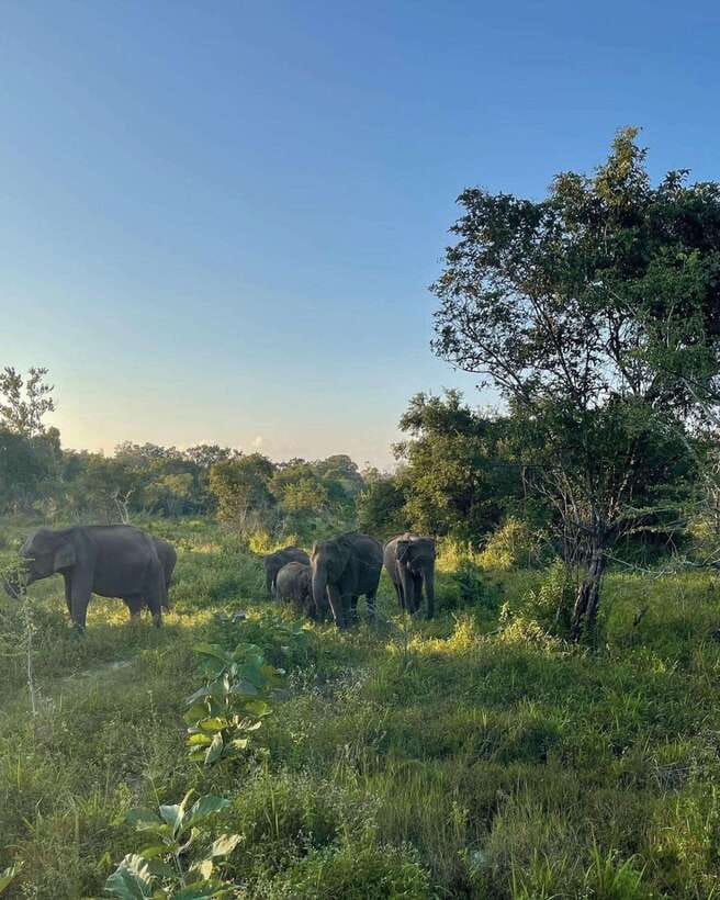 Elephant Kingdom Safari – Minneriya National Park - Timing: Sunrise/Sunset Magic and the Dry-Season Window