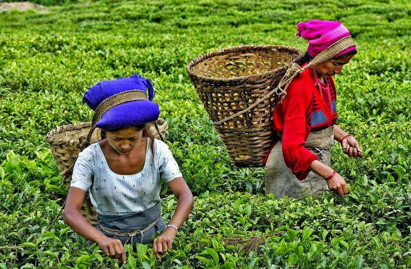 Ella Day Tour: with Tea Factory Visit from Colombo/Bentota - Timing, walking, and weather: how to avoid the common highland mistakes