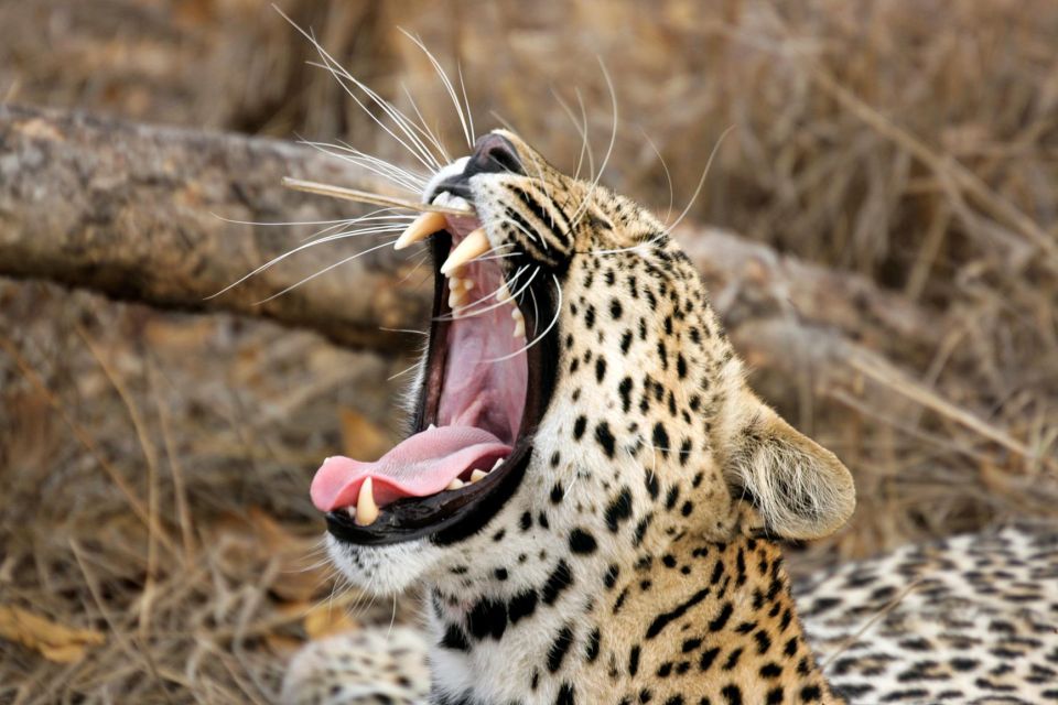 Ella: Drop to Tangalle/Hiriketiya/Mirissa/Galle & Yala Tour - Wildlife You Can Expect: More Than Leopards