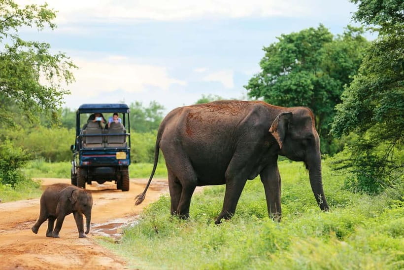 Ella: Drop to Yala/Tangalle/Mirissa/Galle & Yala Tour - Drop-off in the south: making it work with your itinerary