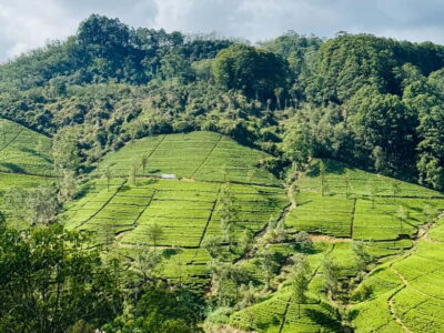 Ella Full-Day Tour from Mirissa/Ahangama/Hikkaduwa/Bentota - Demodara to Haputale on the Hill-Country Train