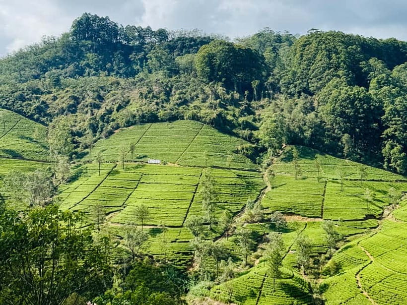 Ella Full-Day Tour from Mirissa/Ahangama/Hikkaduwa/Bentota - Demodara to Haputale on the Hill-Country Train