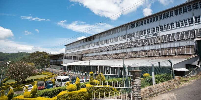 Ella: Lipton's Seat Tour with Dambetanna Tea Factory Visit - Key Highlights That Make This Tea Tour Worth It