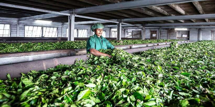 Ella: Lipton's Seat Tour with Dambetanna Tea Factory Visit - Dambetanna Tea Factory Built in 1890 (And Why It Feels Like a Working Museum)