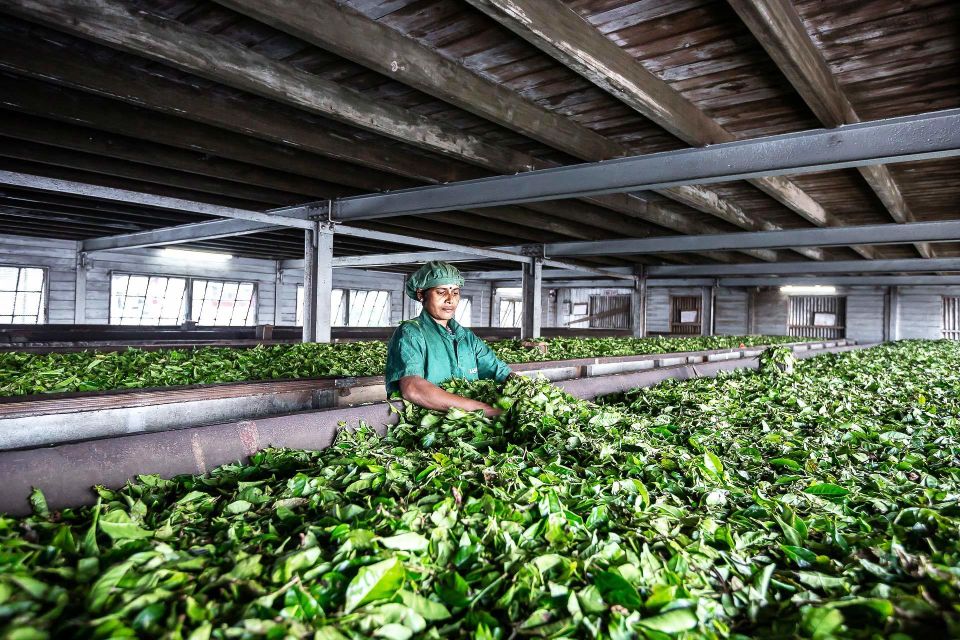 Ella: Lipton's Seat Tour with Dambetanna Tea Factory Visit - FAQ