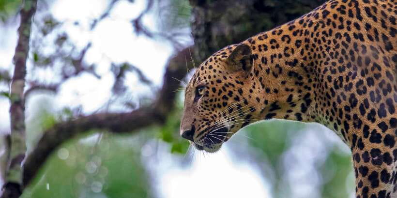 Ella: Safari Day Trip to Yala & Udawalawe w/ Picnic Lunch - Key things I’d bet on