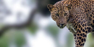 Ella: Safari Day Trip to Yala & Udawalawe w/ Picnic Lunch - Yala National Park Jeep Safari: Habitats That Support Lots of Species