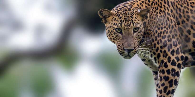 Ella: Safari Day Trip to Yala & Udawalawe w/ Picnic Lunch - Yala National Park Jeep Safari: Habitats That Support Lots of Species