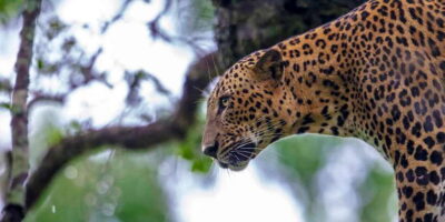 Ella: Safari Day Trip to Yala & Udawalawe with Lunch - Yala National Park: sunrise wildlife and habitats that produce sightings