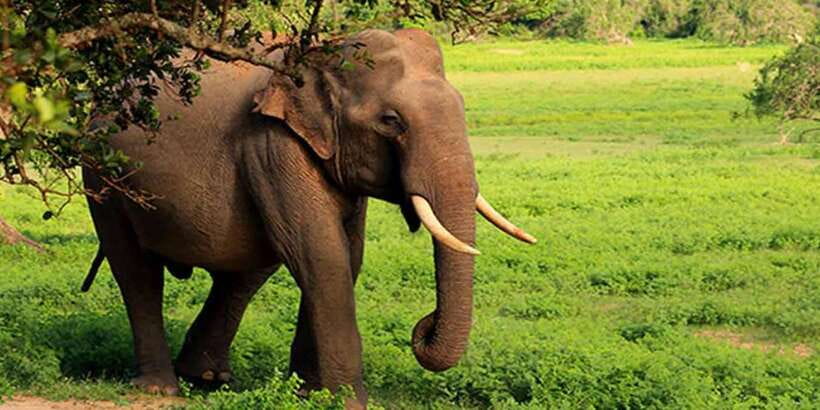 Ella: Shuttle to Tangalle/Mirissa/Galle w Udawalawe Safari - Wildlife You Can Plan to See (And How to Look for It)