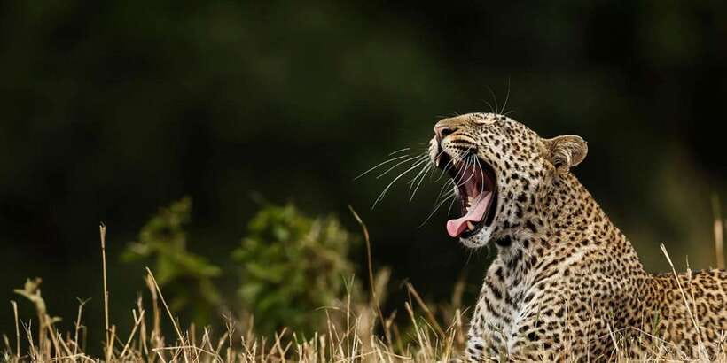 ELLA to TANGALLE/MIRISSA/GALLE Shuttle & YALA Safari - Key reasons this Ella to Yala shuttle + safari is worth your time