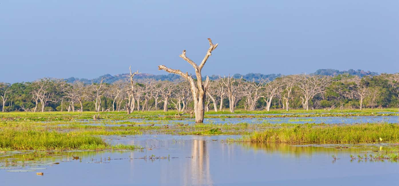 Ella: Transfer to Mirissa/Galle/Hikkaduwa & Yala Safari Tour - Should you book it?