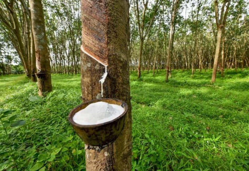 Ella: Tuk Tuk Tour to Diyaluma and Secret Waterfalls - Price and value: what $52 covers (and what to budget)
