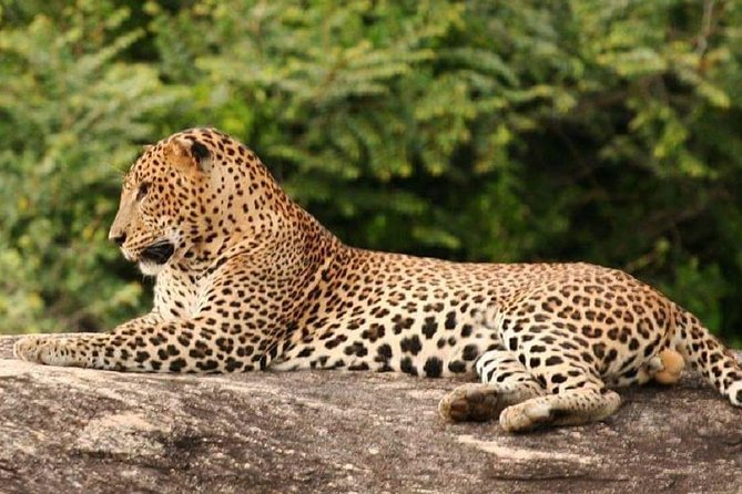 Evening Private Tour Safari at Yala National Park - Key things to know before you go