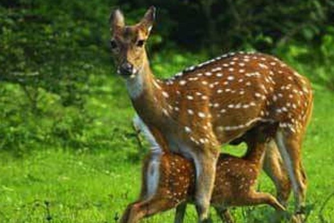 Evening Private Tour Safari at Yala National Park - Why an evening Yala safari works for leopard chances