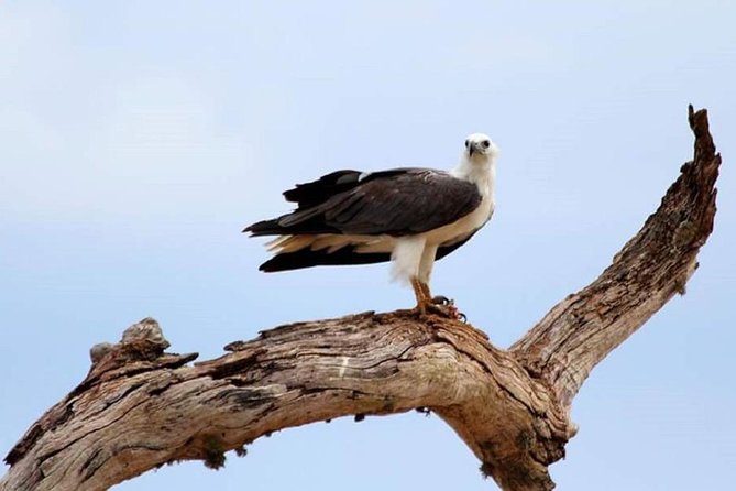 Evening Private Tour Safari at Yala National Park - What you’ll learn: biodiversity talk you can use in the moment