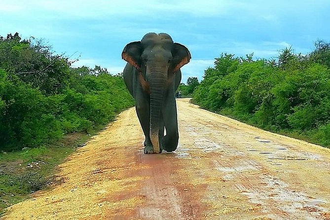 Evening Private Tour Safari at Yala National Park - 4 to 5 hours: the sweet spot for an evening drive