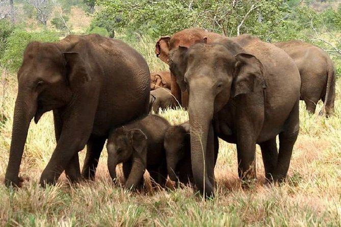 Evening Private Tour Safari at Yala National Park - Price and value: what $89 gets you in Yala