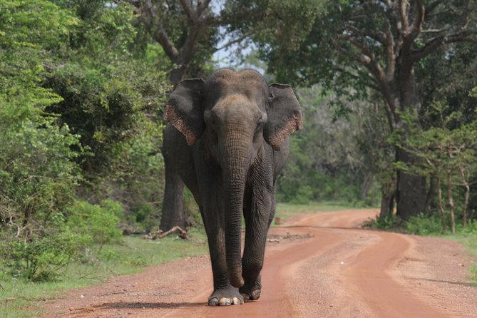 Evening Safari - Yala National Park with Janaka safari - 02.00 pm to 06.30 pm - Key things to know before you go