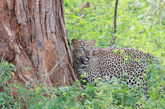 Evening Safari - Yala National Park with Janaka safari - 02.00 pm to 06.30 pm - What you get with Janaka Safari (and what you’ll want to bring)