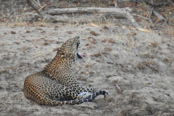Evening Safari - Yala National Park with Janaka safari - 02.00 pm to 06.30 pm - Quick tips to make your leopard chase more comfortable