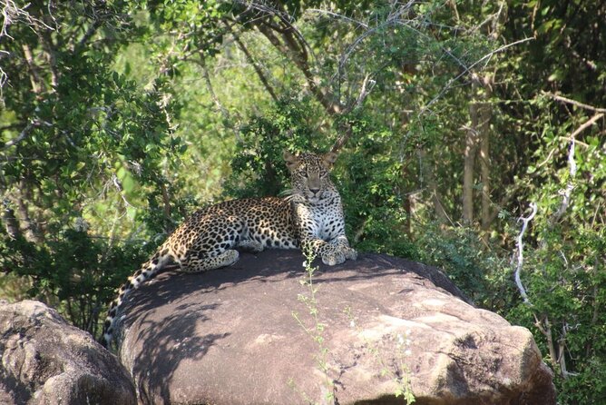 Evening Safari - Yala National Park with Janaka safari - 02.00 pm to 06.30 pm - Pickup, small-group comfort, and how the ride affects your sightings