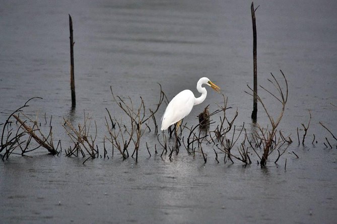 Exclusive: Muthurajawela Bird Watching Tour with Transfers - The Boat Ride Through the Wetland Marine Sanctuary