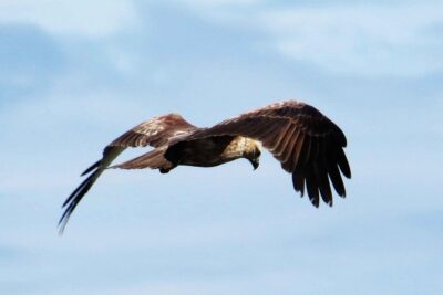 Exclusive: Muthurajawela Bird Watching Tour with Transfers - Tuk-Tuk Pickup From Negombo: Quick, Local, and Easy