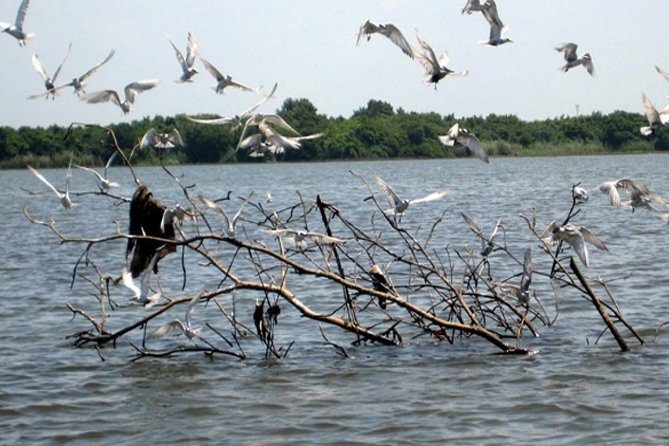 Exclusive: Muthurajawela Bird Watching Tour with Transfers - Birds, Crocodiles, and the Wildlife You Might Spot
