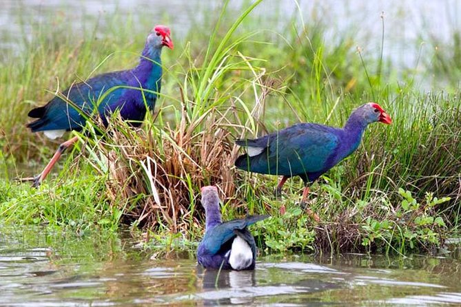 Exclusive: Muthurajawela Bird Watching Tour with Transfers - What the Guide Does (and Why It Changes the Trip)