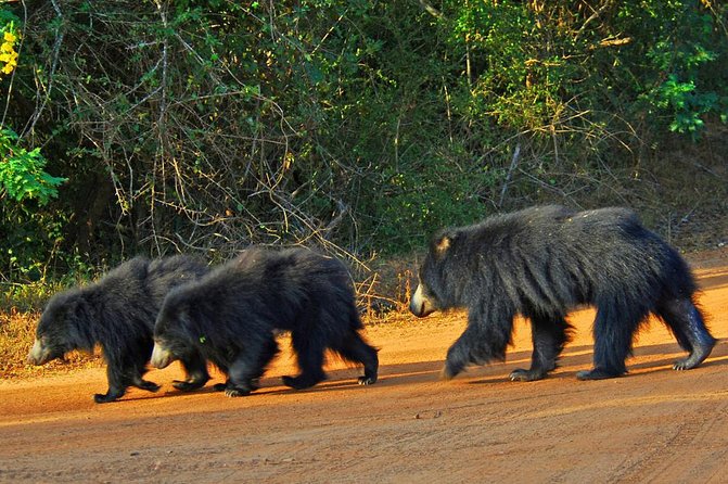 Exclusive : Overnight Leopard Safari with Luxury Glamping - Why Yala Overnight Glamping Works Better Than a Day Trip