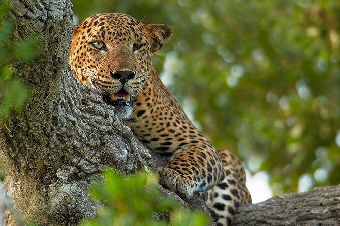Exclusive : Overnight Leopard Safari with Luxury Glamping - The Late Afternoon Game Drive: Spotting Power in the Golden Hours