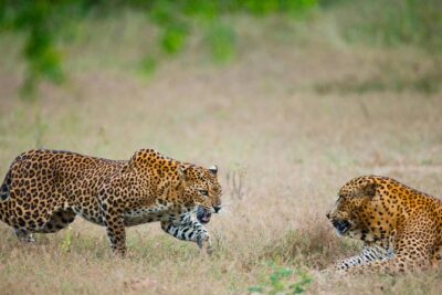 Exclusive : Overnight Leopard Safari with Luxury Glamping - Price and Value: What $622 Really Covers