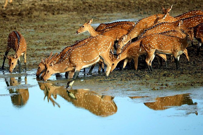 Exclusive : Overnight Leopard Safari with Luxury Glamping - 6:30 PM Alfresco Shower and Campfire Drinks