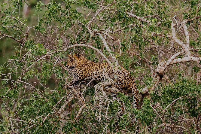 Exclusive : Overnight Leopard Safari with Luxury Glamping - Dinner Under the Stars at 9:00 PM