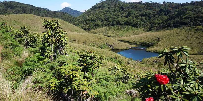 Exclusive: Private Horton Plains, Tea Plucking tour & Lunch - Nuwara Eliya Lunch: Where You Reset After the Trail