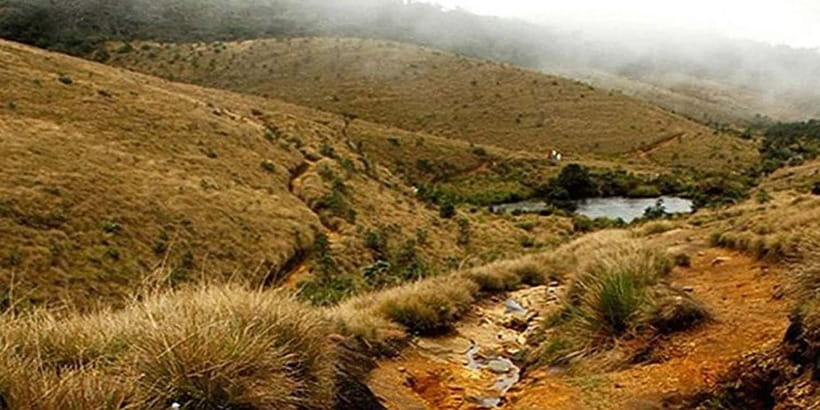 Exclusive: Private Horton Plains, Tea Plucking tour & Lunch - Tea Plantation + Working Factory: The Hands-On Part of Ceylon Tea
