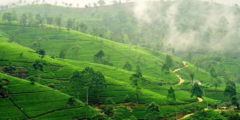 Exclusive: Private Horton Plains, Tea Plucking tour & Lunch - Logistics That Can Make or Break Your Day
