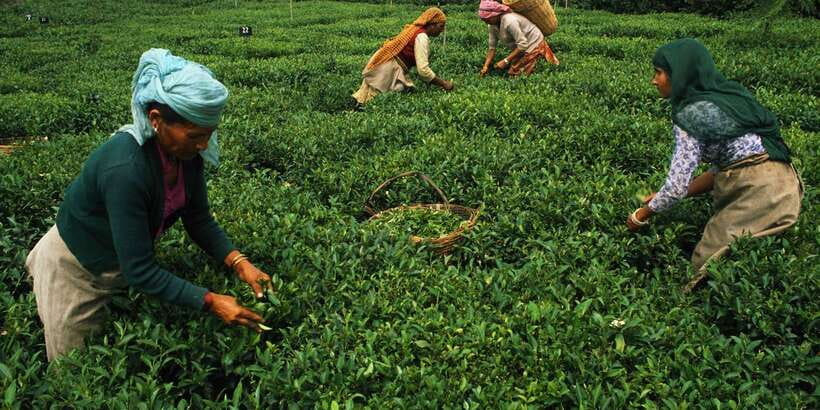 Exclusive: Private Horton Plains, Tea Plucking tour & Lunch - Should You Book This Private Horton Plains, Tea Plucking & Lunch Tour?