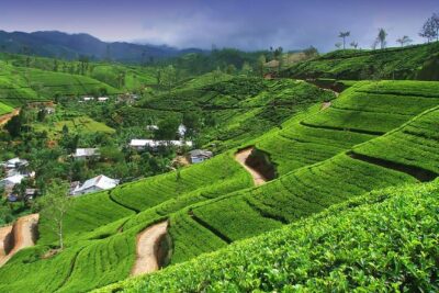Explore Nuwara Eliya | Experience the Best Tea in the World - How the timing works (3 to 5 hours with pickup)