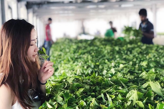 Explore Nuwara Eliya | Experience the Best Tea in the World - Stop 3: Bluefield Tea Gardens and the estate perspective