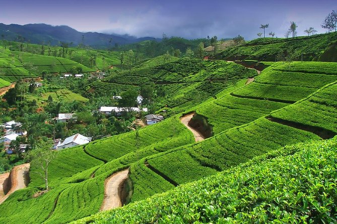 Explore Nuwara Eliya | Experience the Best Tea in the World - How the timing works (3 to 5 hours with pickup)