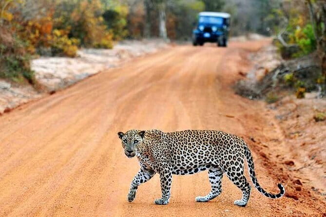 Explore Sigiriya, Kandy,Nuwaraeliya,Galle From Colombo - Nuwaraeliya and Horton Plains: cool air and endemics (with timing in mind)