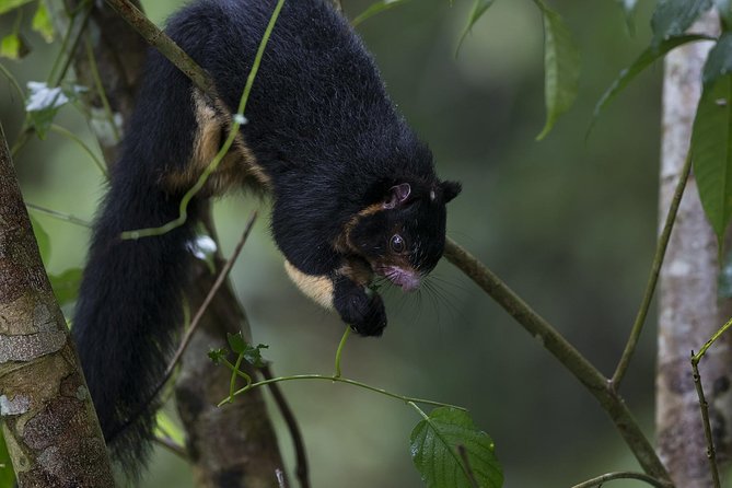 'Explore Sinharaja' rainforest - Discovery Tour (half day) - Who this Sinharaja hike is best for